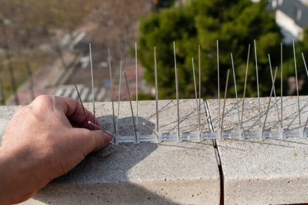 10 astuces pour faire fuir les pigeons