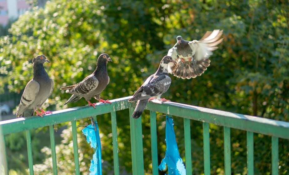 quatre pigeons sur rambarde d'un balcon