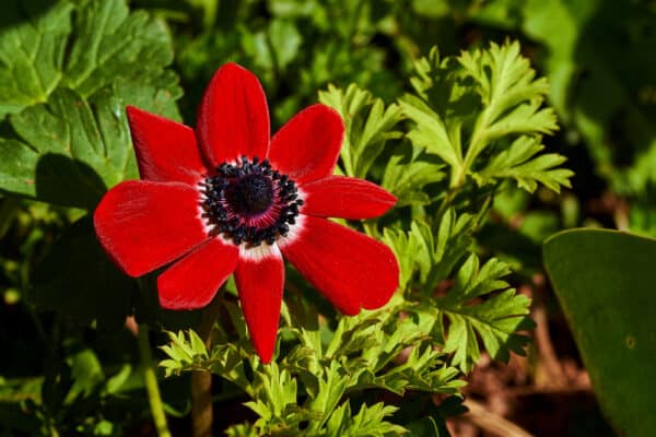 fleur d'été rouge d'adonis aestivalis