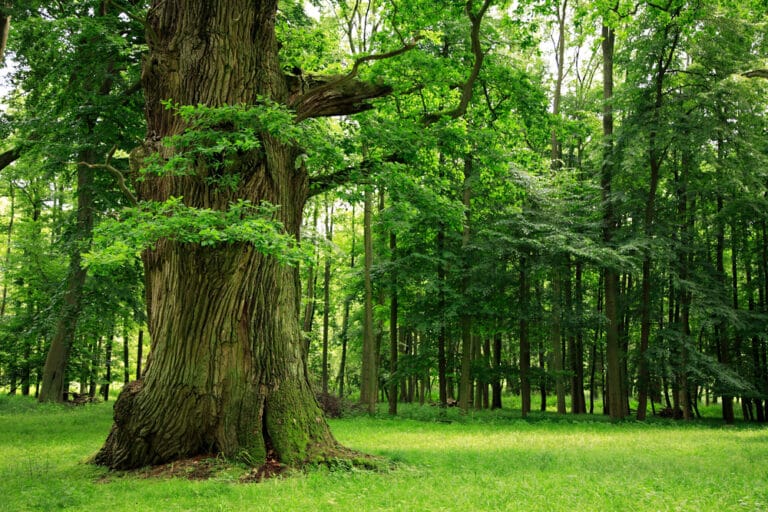 Arbres Les Diff rentes Esp ces Repr sentatives En France