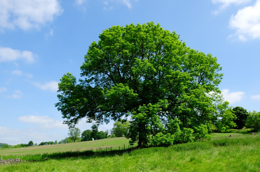 Arbres Les Diff rentes Esp ces Repr sentatives En France