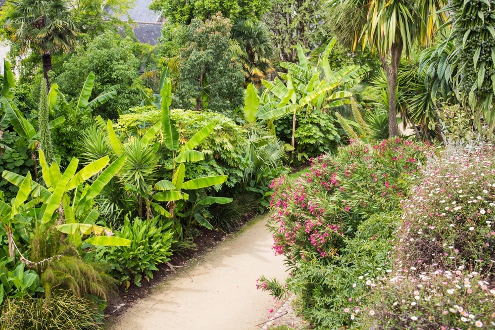 jardin méditerranéen avec une allée