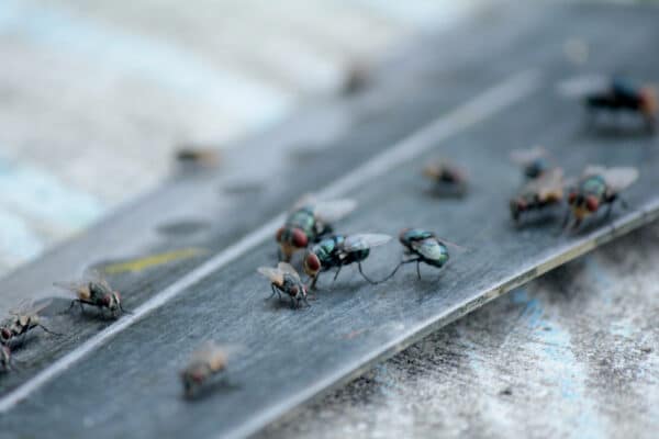 mouches de grenier en colonie