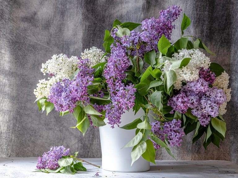 Presse-papier Bouquet De Lilas Clinton Smith Sur Fond Bleu Cobalt - Verre D'art