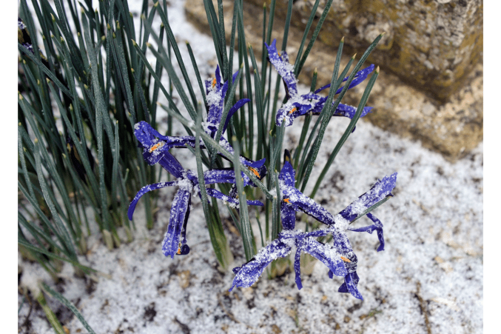 Iris nain
