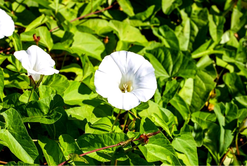La renouée liseron, une mauvaise herbe