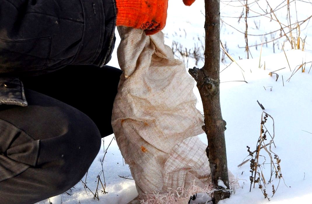 Protéger les arbres en hiver