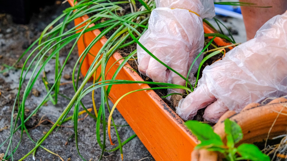 Créer un potager durable